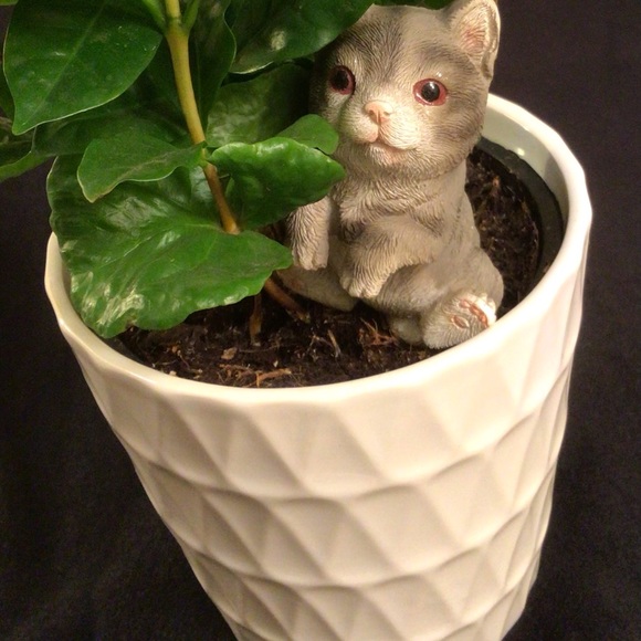 Gray Kitten Pot Hugger. So cute on plants, tanks & aquariums! You’ll love it! - Picture 9 of 13